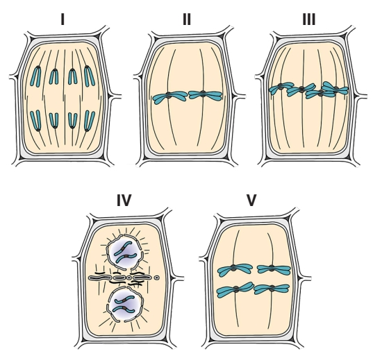 Soru Resim 2