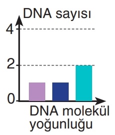 A seçeneği resmi