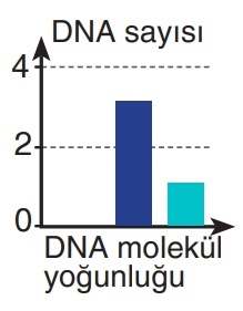 B seçeneği resmi