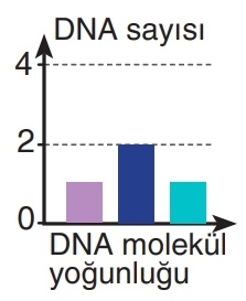C seçeneği resmi