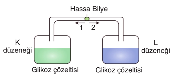 Soru Resim 2