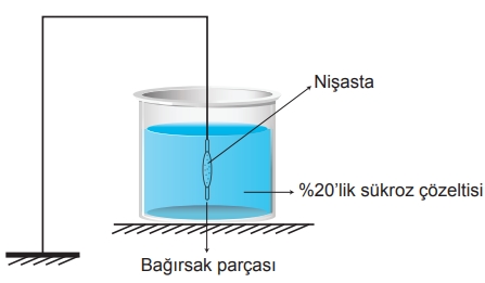Soru Resim 2