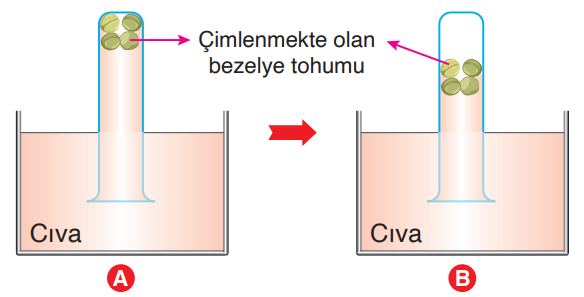 Soru Resim 2
